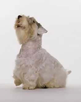 Sealyham Terrier, sitting, looking up Sealyham Terrier, sitting, looking up