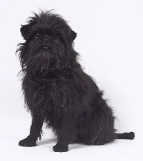 A seated black Affenpinscher dog covered in bristly black hair and a blunt muzzle A seated black Affenpinscher dog covered in bristly black hair and a blunt muzzle