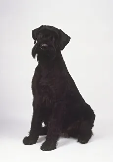 A seated black giant schnauzer dog with a long coarse beard A seated black giant schnauzer dog with a long coarse beard