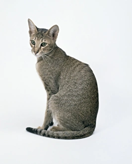 Seated caramel ticked tabby oriental shorthair, facing forwards Seated caramel ticked tabby oriental shorthair, facing forwards