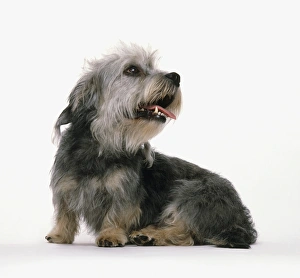 A seated Dandie Dinmont Terrier, panting, looking up A seated Dandie Dinmont Terrier, panting, looking up