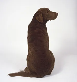 A seated dark brown Chesapeake Bay retriever with strong hindquarters A seated dark brown Chesapeake Bay retriever with strong hindquarters
