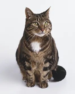 brown＊tabby Grey-Brown Tabby Cat Print (Front View). Art Prints, Posters
