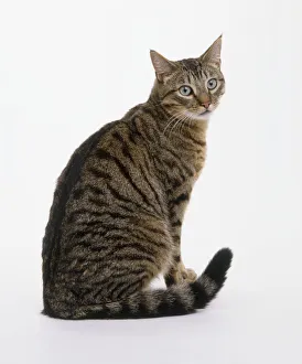 A seated grey tabby cat, facing forward A seated grey tabby cat, facing forward