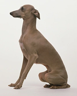 A seated Italian Greyhound, side view A seated Italian Greyhound, side view