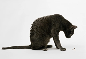 Seated Korat cat bending over staring at some grains, side view Seated Korat cat bending over staring at some grains, side view