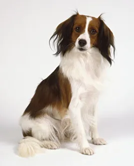 A seated long-haired brown and white Kooikerhondje tilts its head slightly, side view A seated long-haired brown and white Kooikerhondje tilts its head slightly, side view