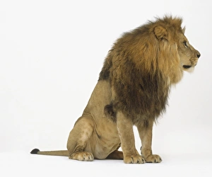 Seated male Lion (Panthera leo), side view Seated male Lion (Panthera leo), side view