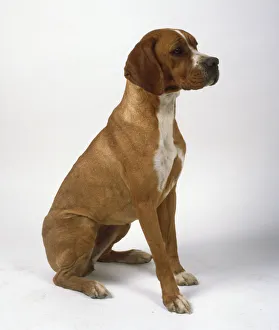A seated short-haired brown Portuguese pointer with a white patch on its throat and chest A seated short-haired brown Portuguese pointer with a white patch on its throat and chest