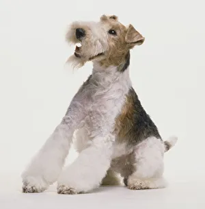 Seated Wire Fox Terrier (Canis familiaris) leaning backwards, looking up Seated Wire Fox Terrier (Canis familiaris) leaning backwards, looking up