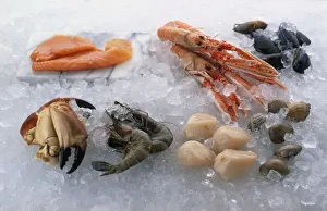 A selection of fresh seafood on crushed ice, including crab claws, prawns, scallops A selection of fresh seafood on crushed ice, including crab claws, prawns, scallops