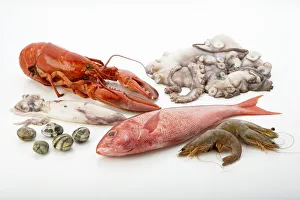 Selection of saltwater fish and seafood including squid, clams, lobster, red mullet Selection of saltwater fish and seafood including squid, clams, lobster, red mullet