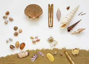A selection of seashells, including necklace shell, sundial shell, spotted diggers A selection of seashells, including necklace shell, sundial shell, spotted diggers