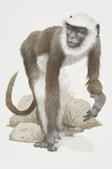 Semnopithecus entellus, Hanuman Langur, a grey monkey with a white beard Semnopithecus entellus, Hanuman Langur, a grey monkey with a white beard