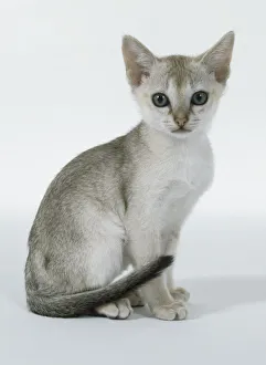 Sepia Agouti Singapura kitten with dark blackish brown tip on tail, sitting Sepia Agouti Singapura kitten with dark blackish brown tip on tail, sitting