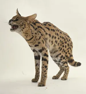 Serval (Felis serval) with back arched and mouth open