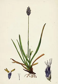 Sesleria caerulea, Blue Moor-grass Sesleria caerulea, Blue Moor-grass