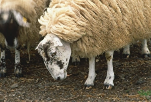 Sheep with black-stained head grazing among its herd, side view Sheep with black-stained head grazing among its herd, side view