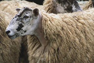 Sheep with black and white head among its herd, side view Sheep with black and white head among its herd, side view