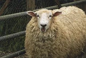 Sheep with long fleece by farm fence, front view Sheep with long fleece by farm fence, front view