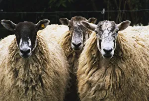 Three sheep with long fleeces and black and white heads, looking at camera Three sheep with long fleeces and black and white heads, looking at camera