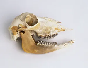 <b class=qtipBold><figcaption>Sheep skull in profile</figcaption></b><br><em>© Dorling Kindersley/UIG</em> Sheep skull in profile