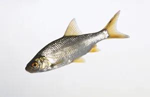 Sheepshead acara (Laetacara curviceps), tropical freshwater fish, side view Sheepshead acara (Laetacara curviceps), tropical freshwater fish, side view
