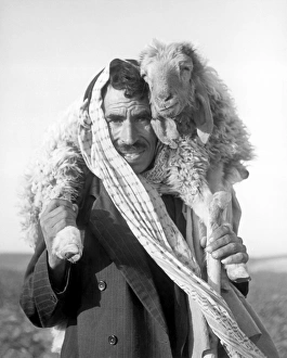 Shepherd with injured sheep, Jordan Shepherd with injured sheep, Jordan