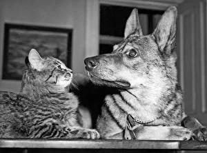 <b class=qtipBold><figcaption>Shepherd And His Rescue Cat</figcaption></b><br>Chicago, Illinois: c. 1947 A German shepherd and the cat he rescued as a kitten from a nearby lake are now inseparable friends.<br><em>© Underwood Archives/UIG</em> Shepherd And His Rescue Cat