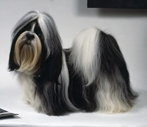 A Shih Tzu Dog with Long Soft Black and White Hair Art