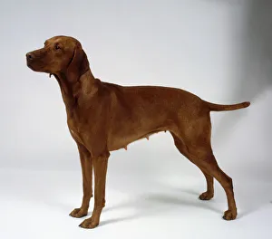A short-haired brownish-orange Hungarian vizsla bitch stands with a person' A short-haired brownish-orange Hungarian vizsla bitch stands with a person'