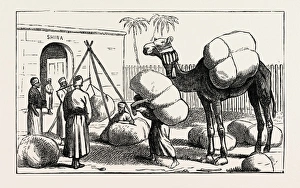 Shuna Inclosure: Weighing Cotton Bags before Press Packing for Shipment, Egypt, 1873 Shuna Inclosure: Weighing Cotton Bags before Press Packing for Shipment, Egypt, 1873