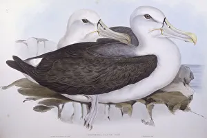 Shy albatross (Diomedea o Thalassarche cauta), Engraving by John Gould Shy albatross (Diomedea o Thalassarche cauta), Engraving by John Gould