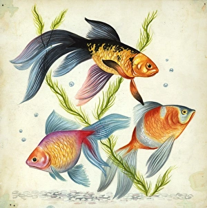 Siamese fighting fish Betta splendens, illustration Siamese fighting fish Betta splendens, illustration