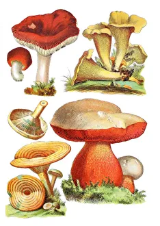 Sickener, emetic russula, or vomiting russula, Russula emetica (top left), Chanterelle Sickener, emetic russula, or vomiting russula, Russula emetica (top left), Chanterelle