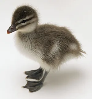 Side, overhead view of a three-day-old Maned duckling with head in profile Side, overhead view of a three-day-old Maned duckling with head in profile