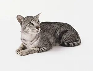 Silver Black Spotted Oriental shorthaired cat with a vivid contrast between coat Silver Black Spotted Oriental shorthaired cat with a vivid contrast between coat