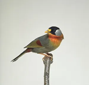 Silver-eared mesia (Leiothrix argentauris), perching on branch, looking over shoulder Silver-eared mesia (Leiothrix argentauris), perching on branch, looking over shoulder