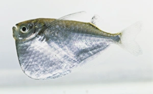 Silver Hatchetfish (Gasteropelecus levis), side view Silver Hatchetfish (Gasteropelecus levis), side view