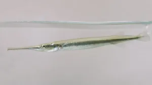 Silver needlefish (Xenentodon cancila) underwater, side view Silver needlefish (Xenentodon cancila) underwater, side view
