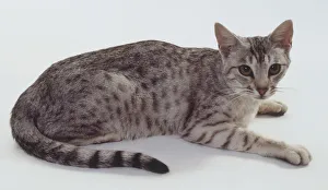 Silver Ocicat shorthaired cat with mascara lines extending from eyes to cheeks, lying down Silver Ocicat shorthaired cat with mascara lines extending from eyes to cheeks, lying down