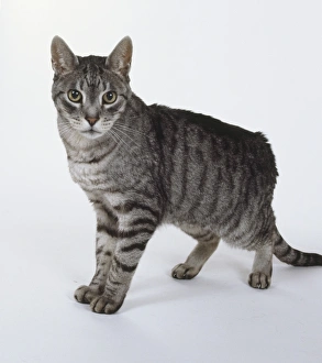 tabbyページ jane-burton-domestic-cat-two-8