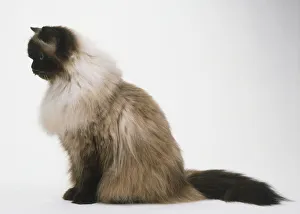 Sitting Seal Point Longhair Cat (Felis catus), side view Sitting Seal Point Longhair Cat (Felis catus), side view