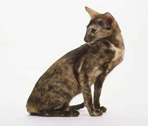 A sitting tortoiseshell Oriental Shorthair Cat (Felis catus), looking over its shoulder A sitting tortoiseshell Oriental Shorthair Cat (Felis catus), looking over its shoulder