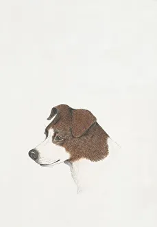 <b class=qtipBold><figcaption>Skane Terrier head, illustration</figcaption></b><br>Zoology - Mammals - Canidae - Dogs (Canis familiaris), Skane Terrier head, illustration<br><em>© DEA PICTURE LIBRARY</em> Skane Terrier head, illustration