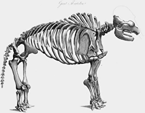 Skeleton of Giant Mastodon excavated by Wilson Peale of Philadelphia at Newburgh on the Skeleton of Giant Mastodon excavated by Wilson Peale of Philadelphia at Newburgh on the
