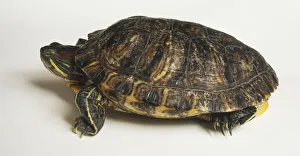 The skin of this turtle is green with yellow stripes in patterns that vary among the 16 The skin of this turtle is green with yellow stripes in patterns that vary among the 16