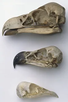 Skull of a Brown Snake Eagle (Circaetus cinereus) Skull of a Brown Snake Eagle (Circaetus cinereus)