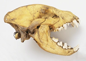 Skull of a Hyena (Hyaenidae), side view Skull of a Hyena (Hyaenidae), side view