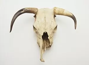 Skull of longhorn